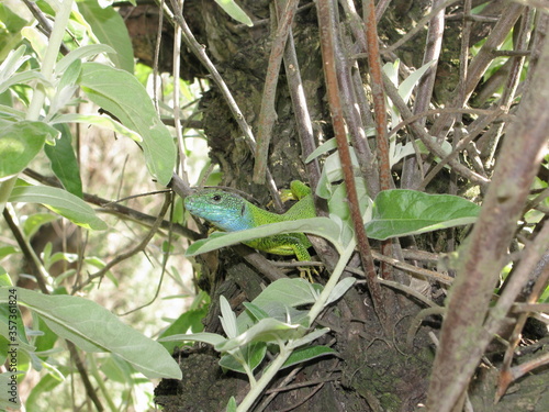 green lizard on a branch,lizard on the tree, Ukrainian green lizard,lizard,reptiles,reptile, reptilian, creeper,рептилия,пресмыкающееся,зеленая ящерица в степях Украины,  squamate reptiles,Animalia,Sq