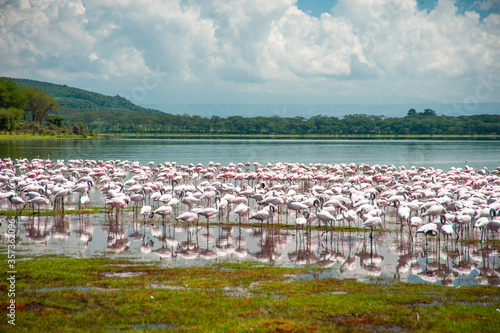 Photos Group of pink flamingos on the lake