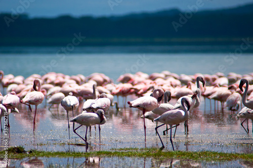 Group of pink flamingos on the lake