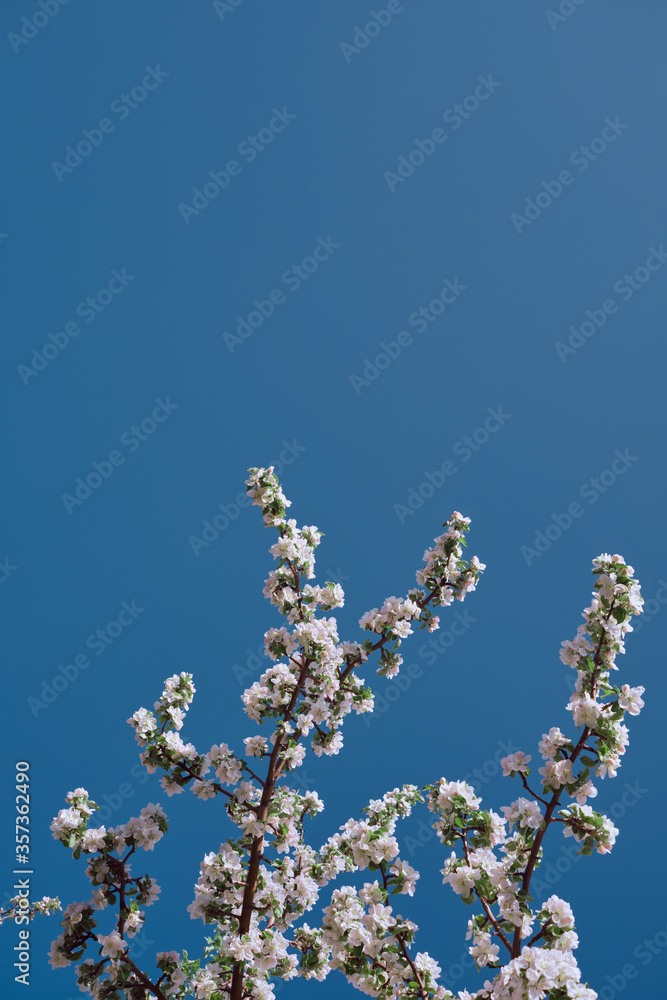 Apple blossoms and blue sky. Spring flowers in dramatic color sky. Image with space for text. Apple blossoms and blue sky. Spring flowers in dramatic color sky. Image with space for text.