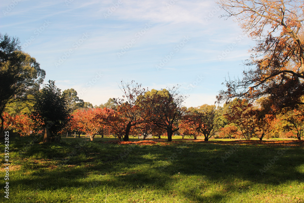 Fototapeta premium Beautiful Park in Autumn 