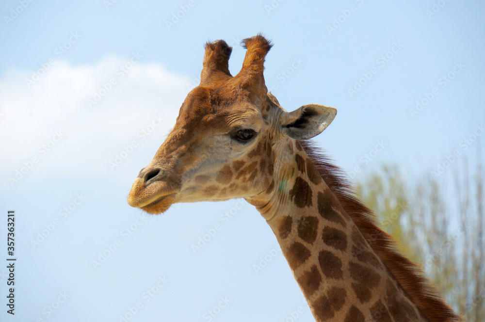 Giraffe examines small people