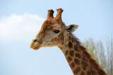 Giraffe examines small people