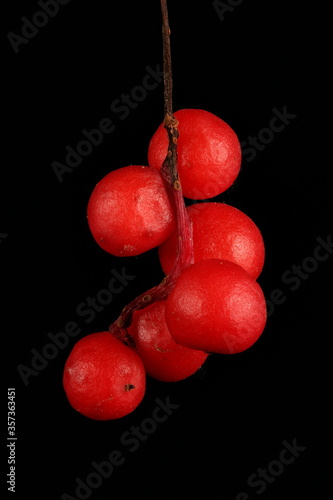 Magnolia Vine (Schisandra chinensis). Infructescence Closeup photo