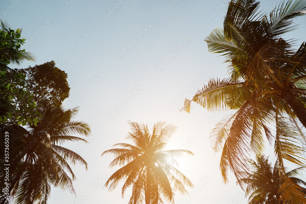 high tropical palm trees rise above beach under scorching sun against boundless blue sky sunlight