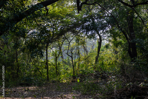 Greenery of the Acharya Jagadish Chandra Bose Indian Botanic Garden located at Shibpur, Howrah, West Bengal, India