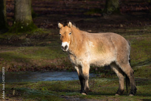 Przewalski's horse photo