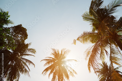 high tropical palm trees rise above beach under scorching sun against boundless blue sky sunlight