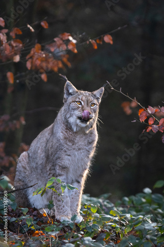 Lynx