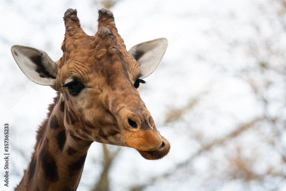 Obraz premium Giraffe