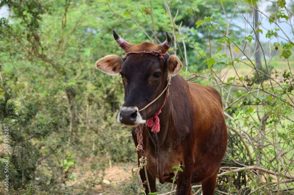 Indian cow standing in a farm milk industry organic