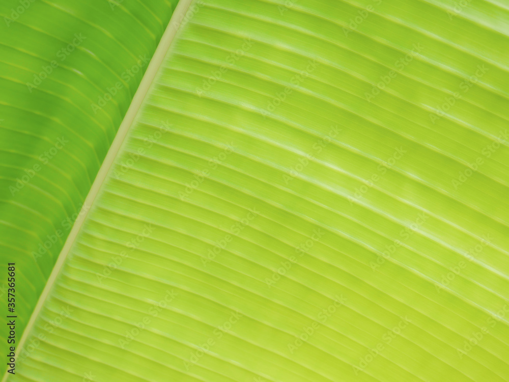 banana leaf two tone color green and yellow with closeup texture background / line and detail for botanical environment design banana leaf two tone color green and yellow with closeup texture background / line and detail for botanical environment design