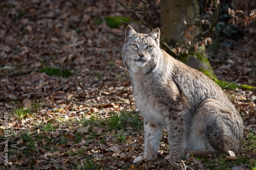 Lynx © Cloudtail