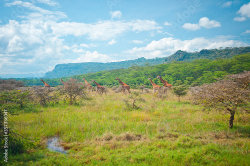 Group of wild giraffes in Africa