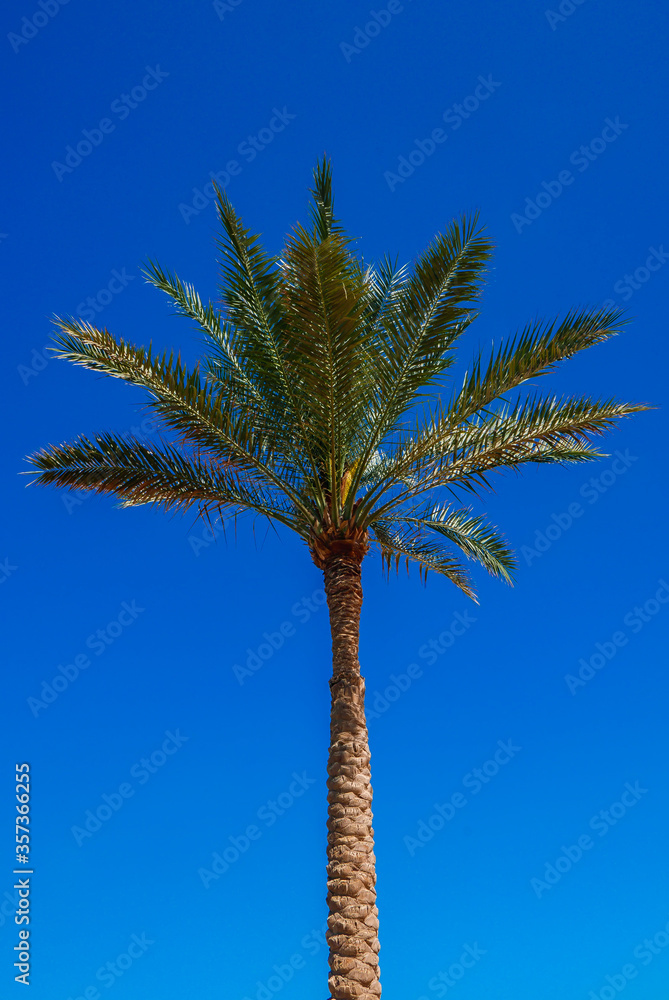 palm tree growing against the blue sky