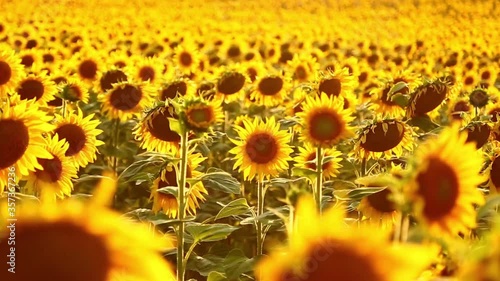 Sunflowers at the warm sunset