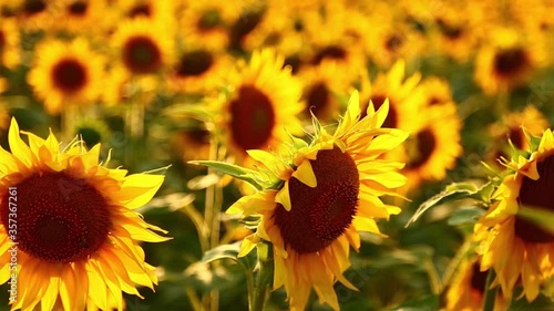 Sunflowers at the warm sunset
