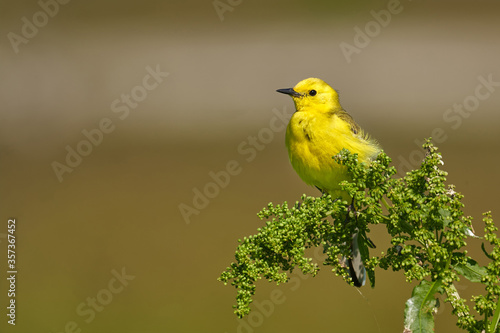 Bird - Citrine Wagtail (Motacilla citreola ) sitting on a branch of a bush sunny summer morning. Close-up.