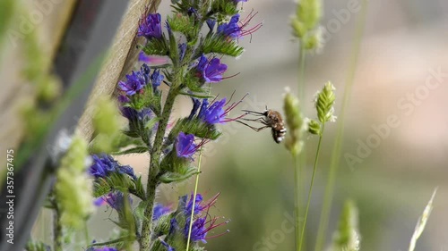Bombylius major called bee flies. 
The adult is 14 to 18mm long, rounded and has many hairs, 
with a wingspan of about 24mm.

