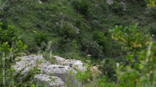 A corner of nature in a canyon in the middle of the Griffon eagles
