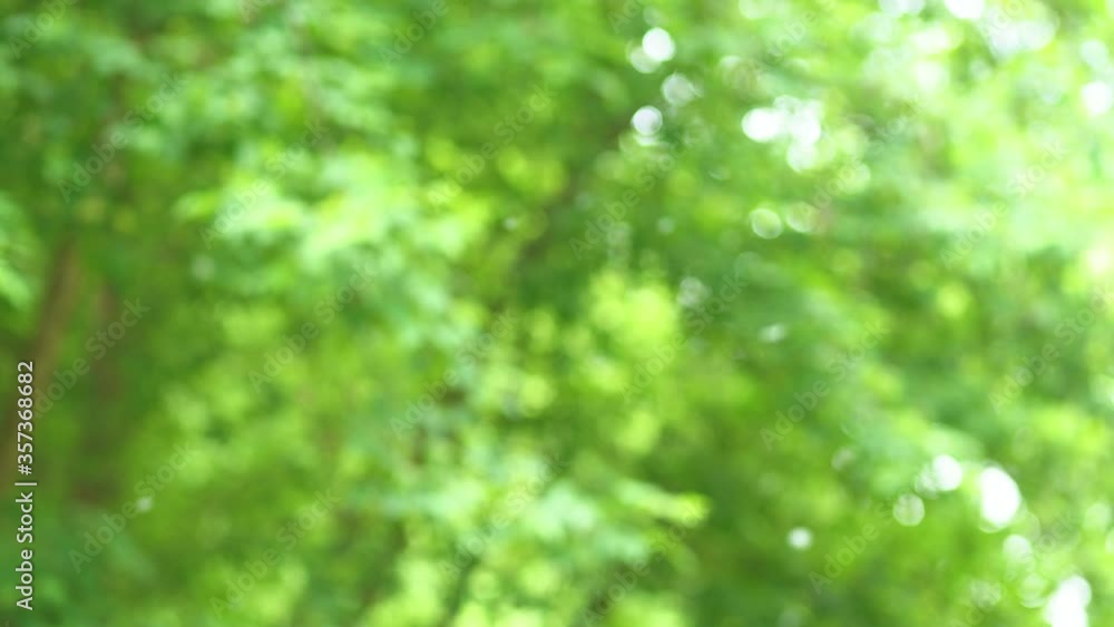Pollen flying in air over green trees background. Charming beautiful green nature 4k video background. Pollen flying in air over green trees background. Charming beautiful green nature 4k video background.