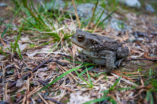 Common frog sitting on the ground with orange eyes.