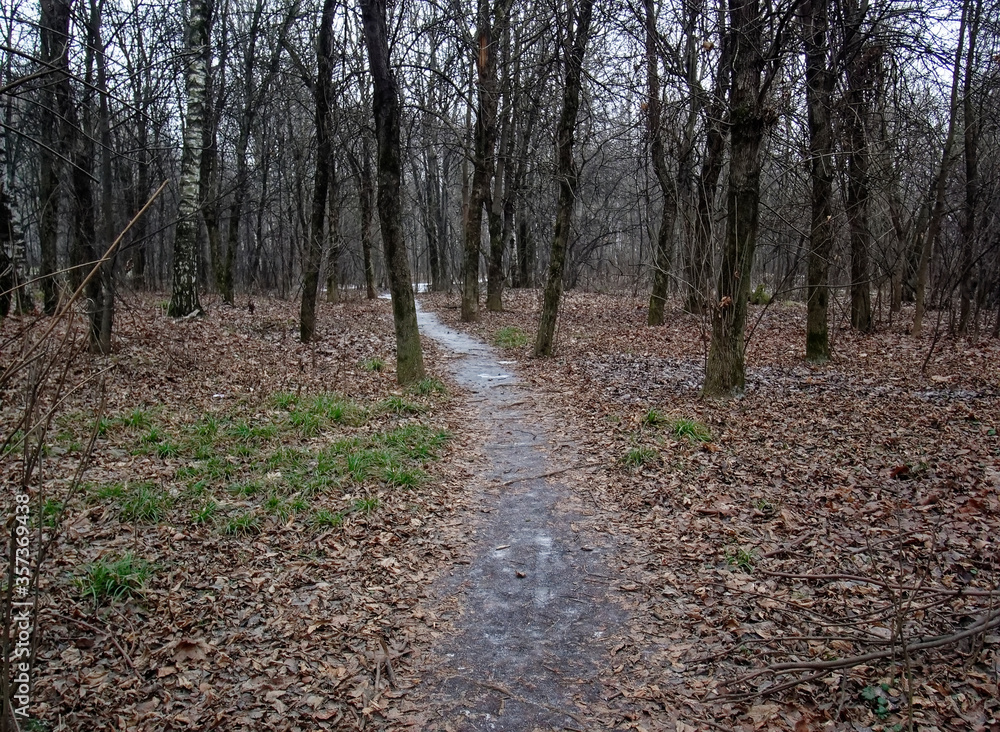 path through the forest in the snowless winter, Moscow path through the forest in the snowless winter, Moscow