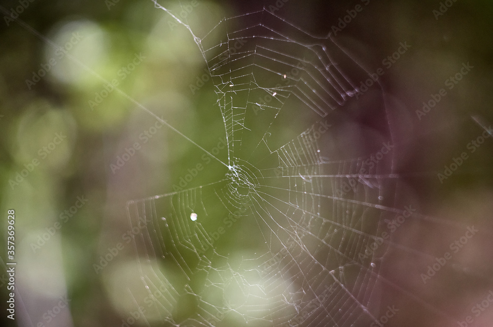 web in the forest. Blurred bokeh background closeup