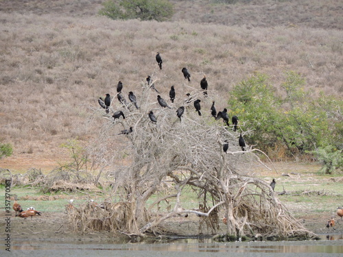 Waterbirds perched on a dead tree