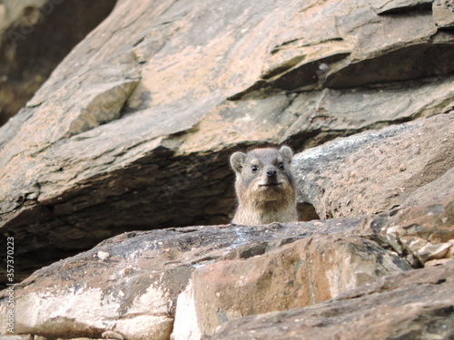 Rock Hyrax looking out from its rock
