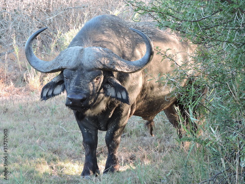Big Buffalo bull. Face Close up