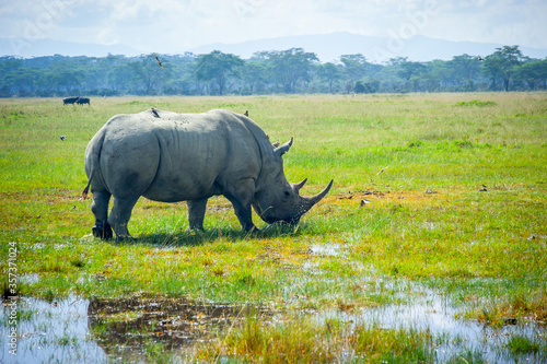 Wild black rhino eating grass