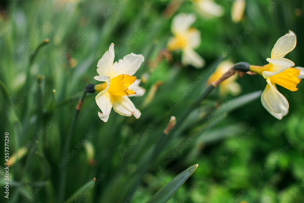 yellow daffodils in spring