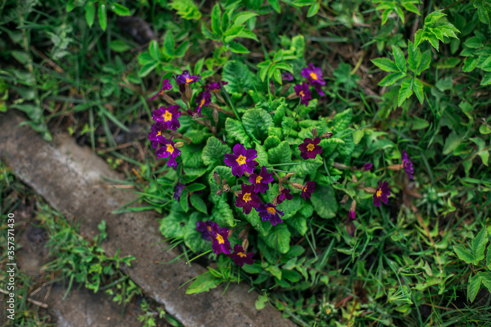 red and green plants