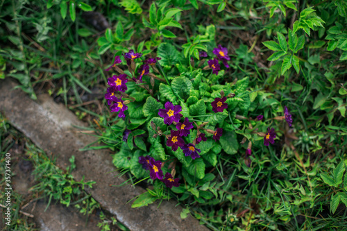 red and green plants