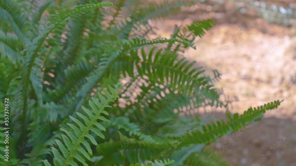 Green leaves of garden flower moving in the wind. Sunny day at Mediterranean coastline holiday. Green leaves of garden flower moving in the wind. Sunny day at Mediterranean coastline holiday.