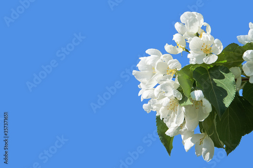 Apple tree floral. Bright summer background. Spring white fruit flowers. Spring texture. Creative trend composition. Springtime elements. Blue sky. Copyspace. Place for text