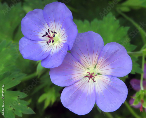 Géranium vivace