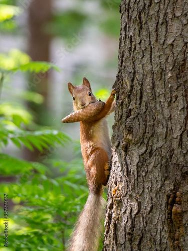 Red squirrel climbs up the trunk of a pine tree. The squirrel has a fir cone in its teeth. Summer forest background with a squirrel. © Svetlana