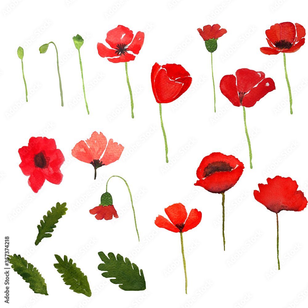 Obraz premium poppy flower bud and leaf watercolor painting isolated