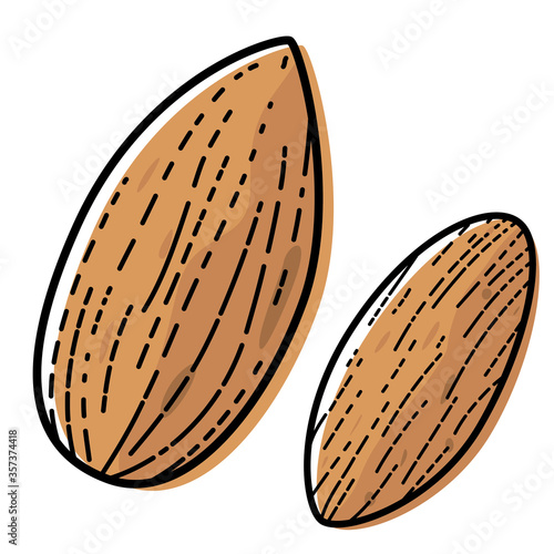 Almond isolated on white background. Vector illustration of vegetable.