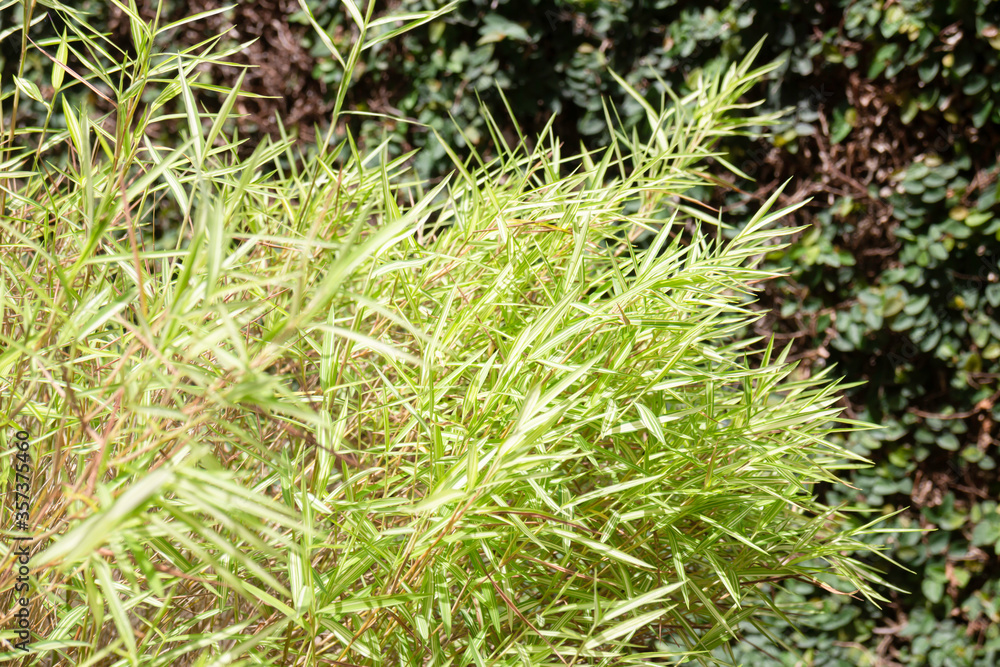 Silver bamboo leaves plant in exterior garden Silver bamboo leaves plant in exterior garden