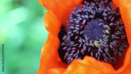 Beautiful red poppy in the nature