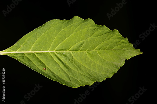 Indian Pokeweed (Phytolacca acinosa). Leaf Closeup