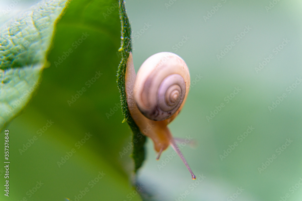 snail on a leaf