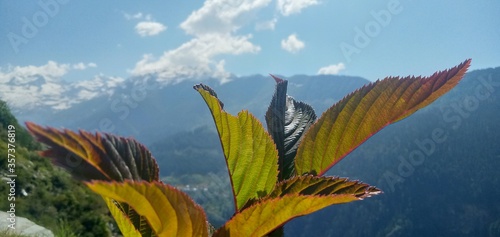 Leaves and sky