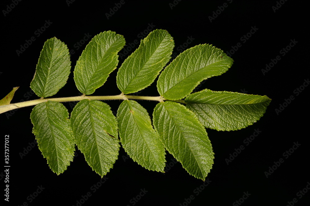 Japanese Rose (Rosa rugosa). Leaf Closeup Japanese Rose (Rosa rugosa). Leaf Closeup
