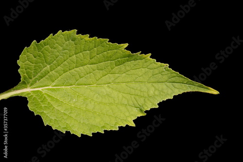 Giant Bellflower (Campanula latifolia). Leaf Closeup