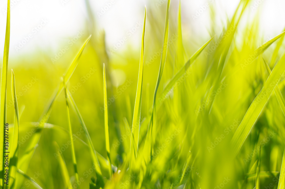 Green fresh grass in the sunshine closeup. Summer landscape. Joyful mood. Nature. Green fresh grass in the sunshine closeup. Summer landscape. Joyful mood. Nature.