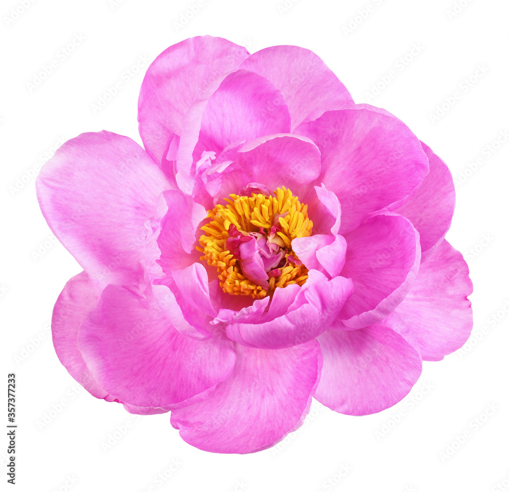Naklejka premium Pink peony flower isolated on white